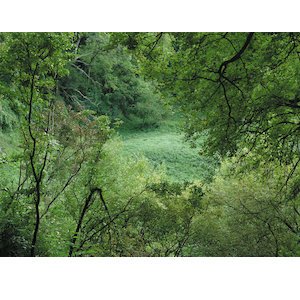 画像2: KMRU "Natur" [CD]